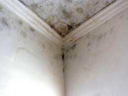 Professional Mold Removal in Canastota, NY