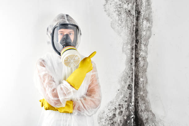 Best Mold Removal for HVAC Installations in Canastota, NY