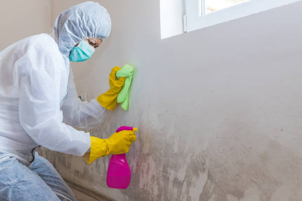 Best Mold Prevention Services in Canastota, NY