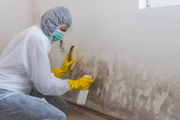 Best Basement Mold Removal in Canastota, NY